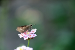 お花のゆりかご♪