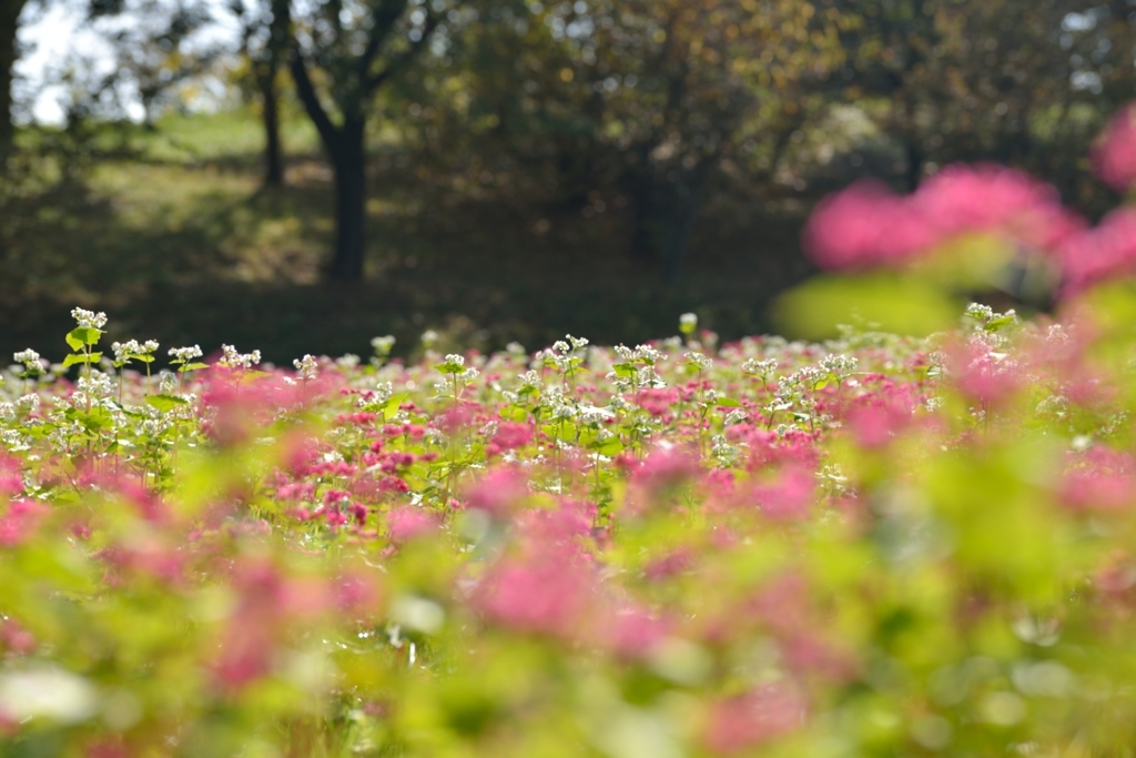 赤と白のそばの花