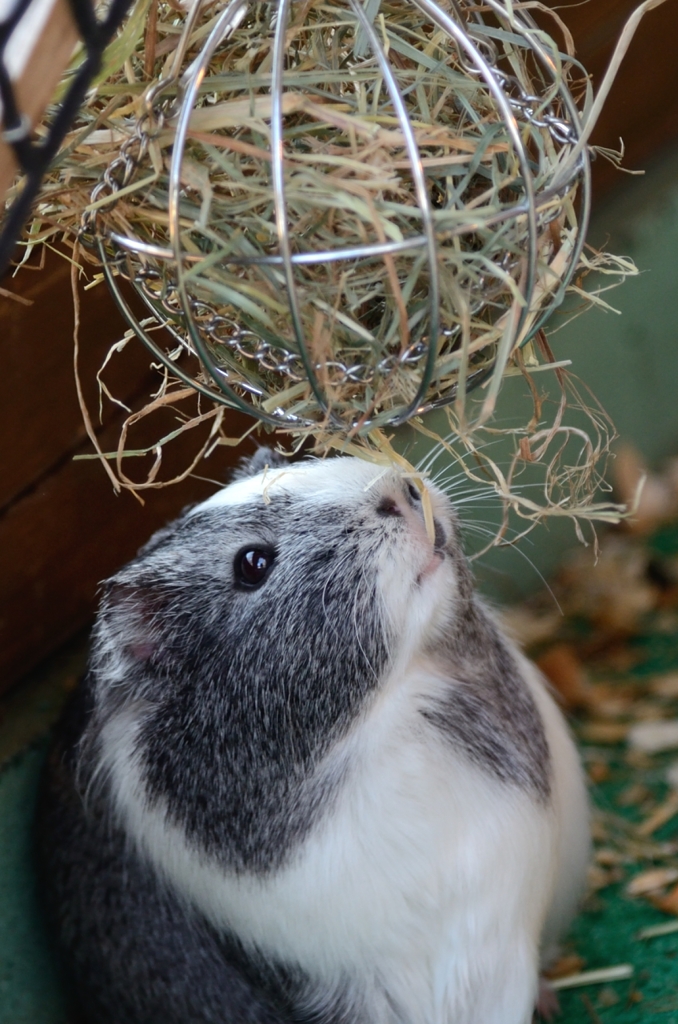 モルちゃん、お食事タイム