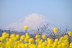ポンポン菜の花と富士山