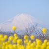 ポンポン菜の花と富士山