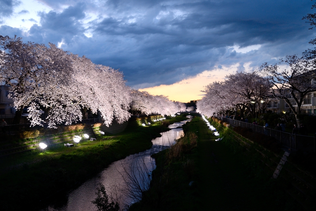 夜桜ライトアップ☆