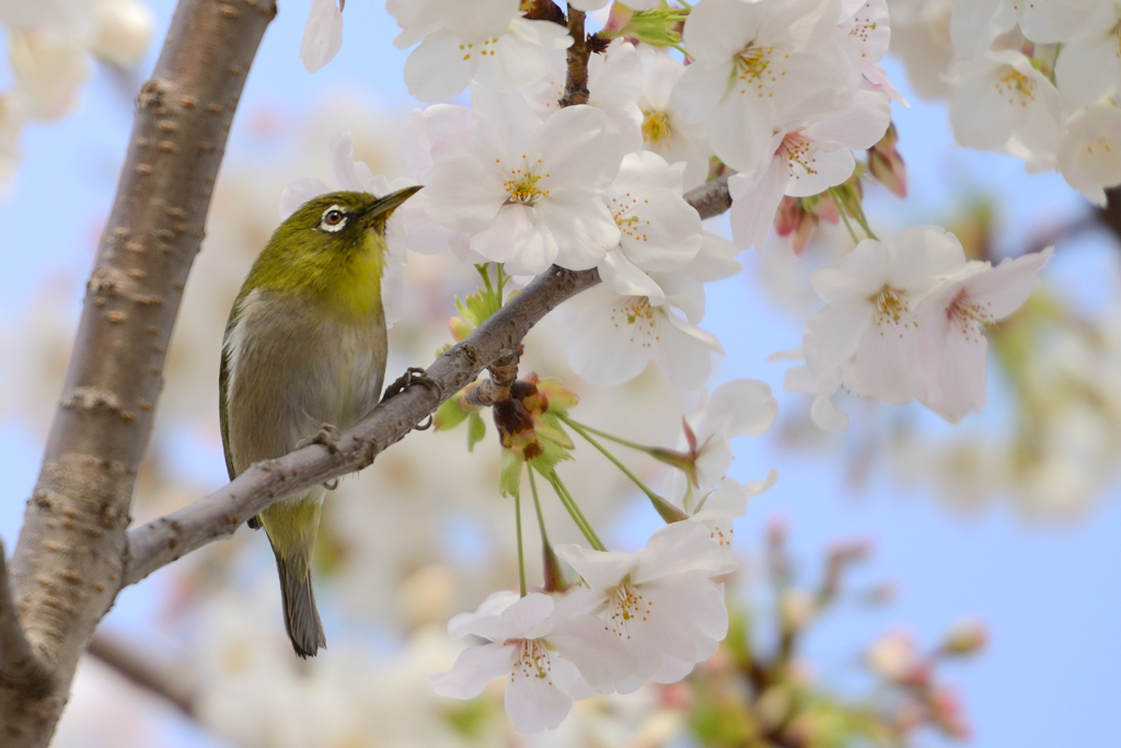 桜メジロん