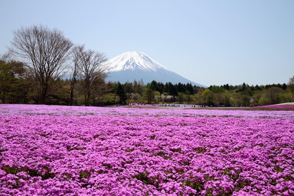 富士山と芝桜