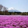 富士山と芝桜