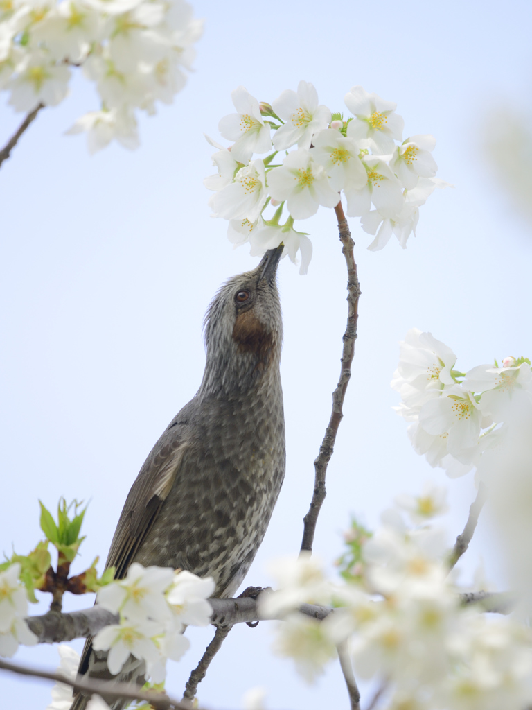 オオシマザクラとヒヨ