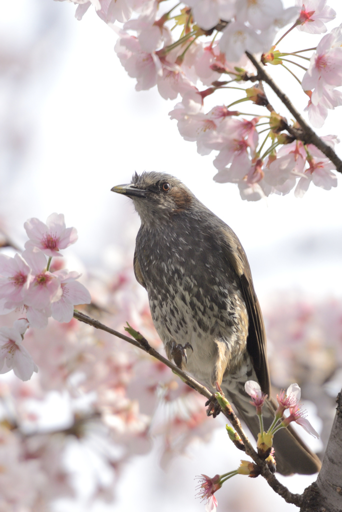 ヒヨ桜