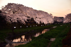 桜色の夕暮れ