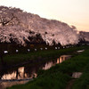 桜色の夕暮れ