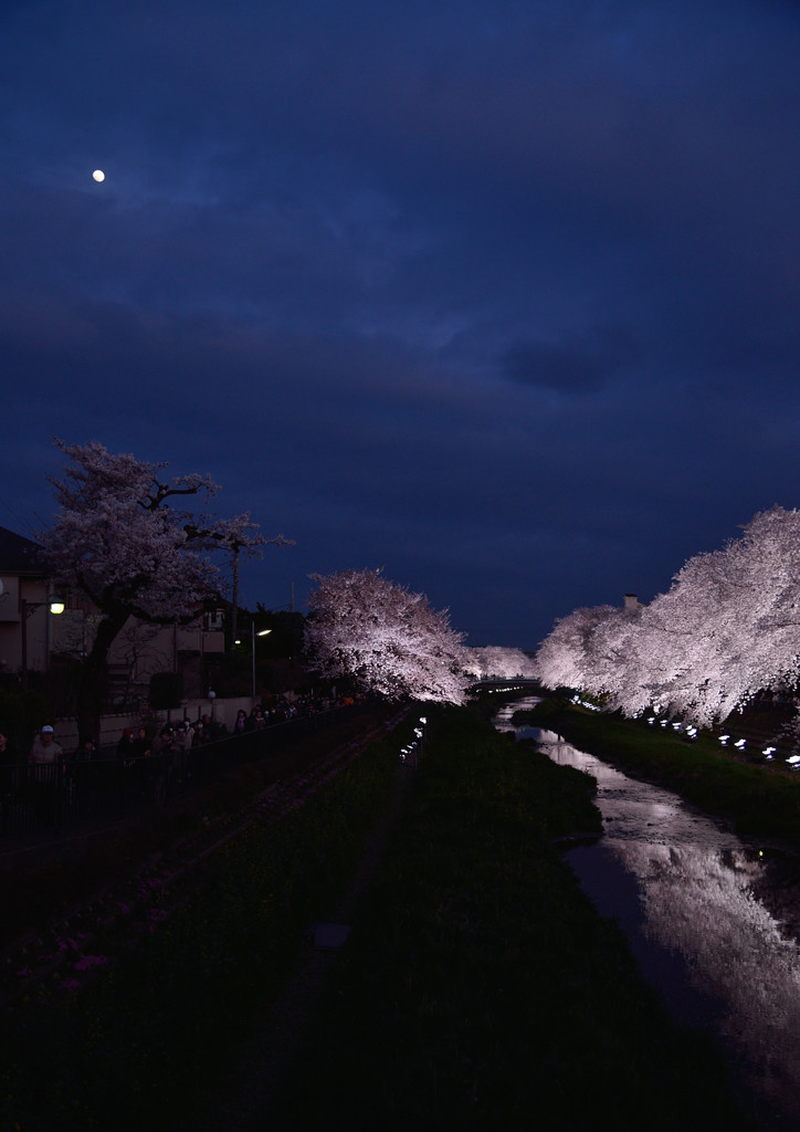 月夜桜