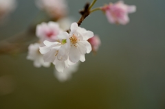 十月桜