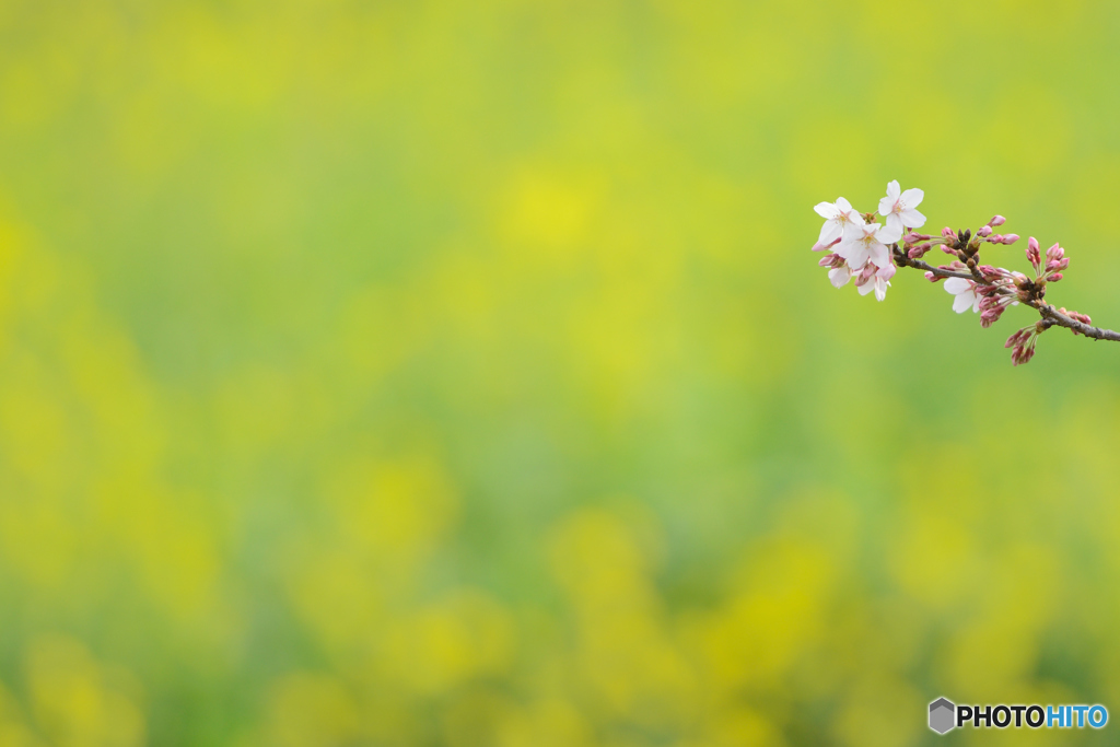 桜と菜の花