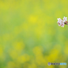 桜と菜の花