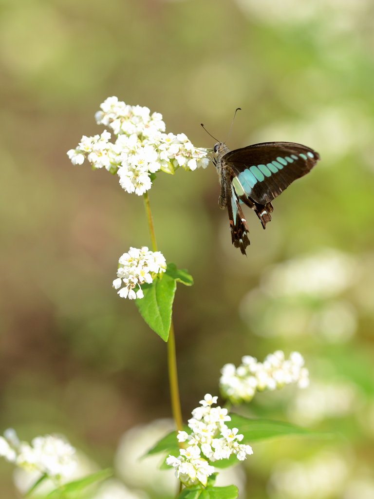 そばの花に。