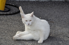 ニャンてポーズ！？