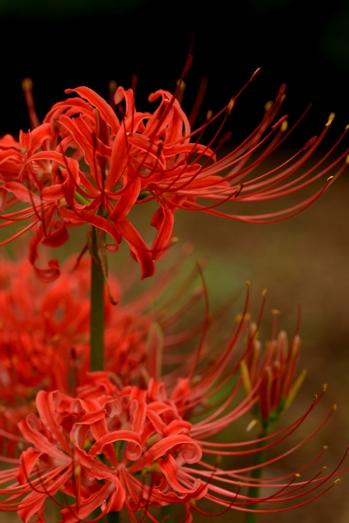 曼珠沙華