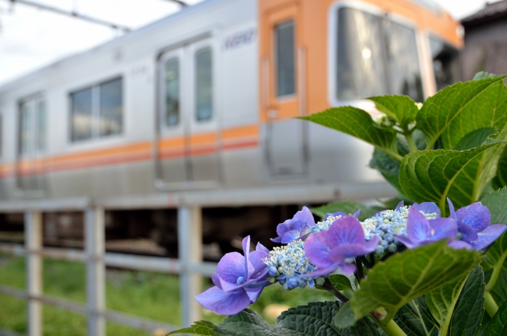 ガクアジサイと電車