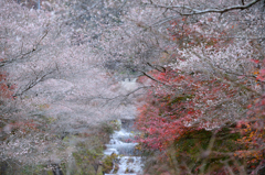 四季桜と紅葉