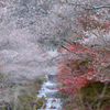 四季桜と紅葉
