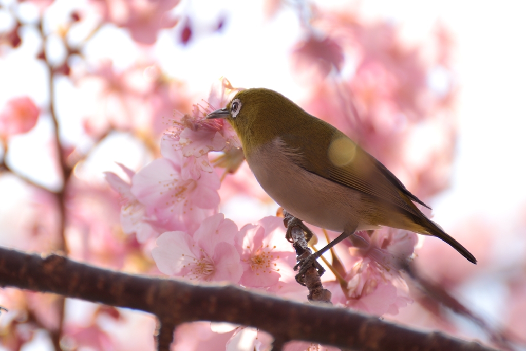河津桜を愛でて