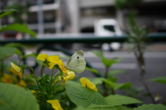 お食事中