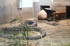 夏バテ