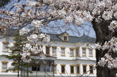 桜と鉱山事務所