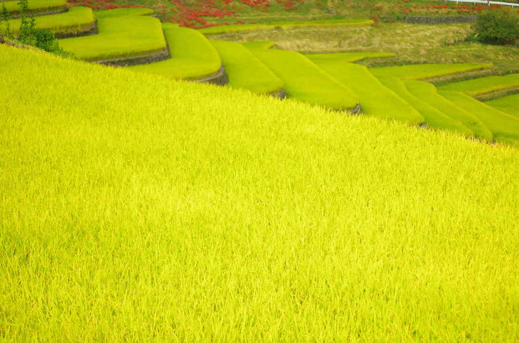 黄緑の階段