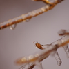 “in a ice”