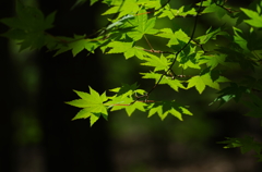 Green leaves