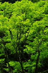 萌えあがる緑の樹