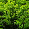 萌えあがる緑の樹