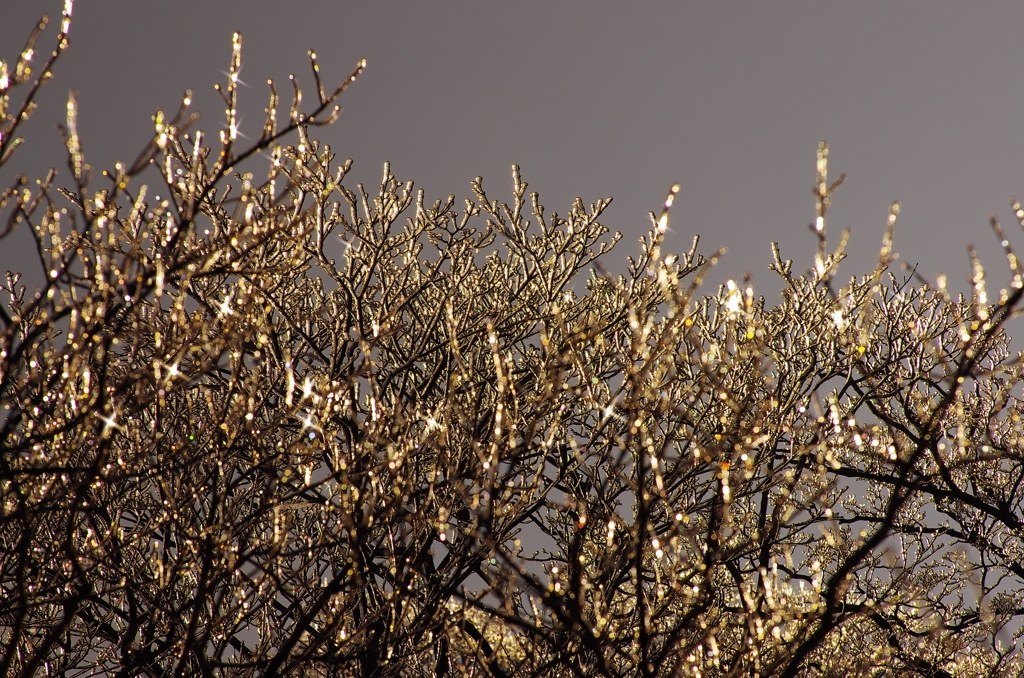 Chandelier of nature make