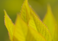 Yellow leaves