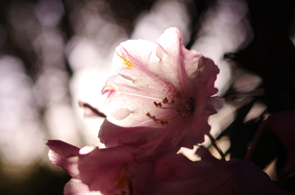 石楠花
