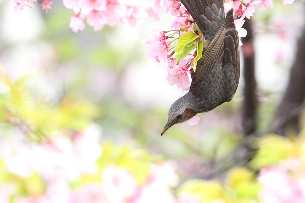 桜ヒラリ