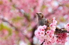 お花見日よどり