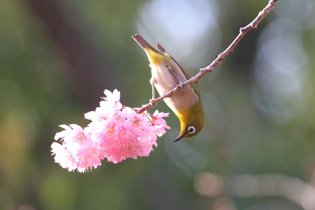 桜とメジロ