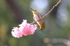 桜とメジロ