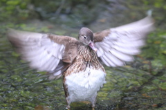 魅せられて