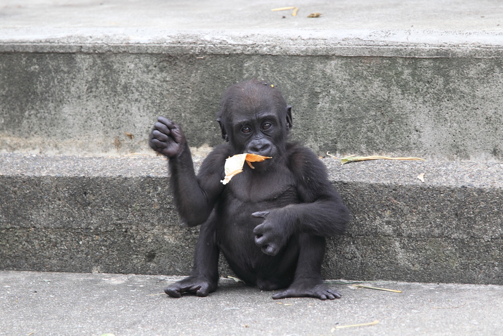 ゴリラのキヨマサ