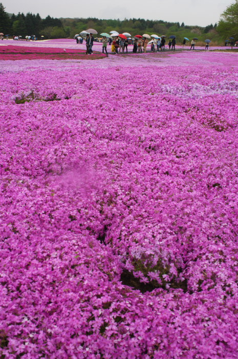 雨の芝桜