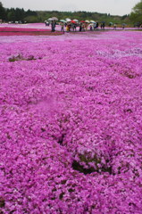 雨の芝桜