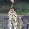 キリンの親子