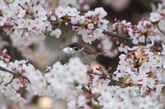 桜の花びら散るたびに･･･