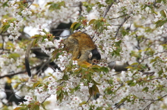 お猿と桜