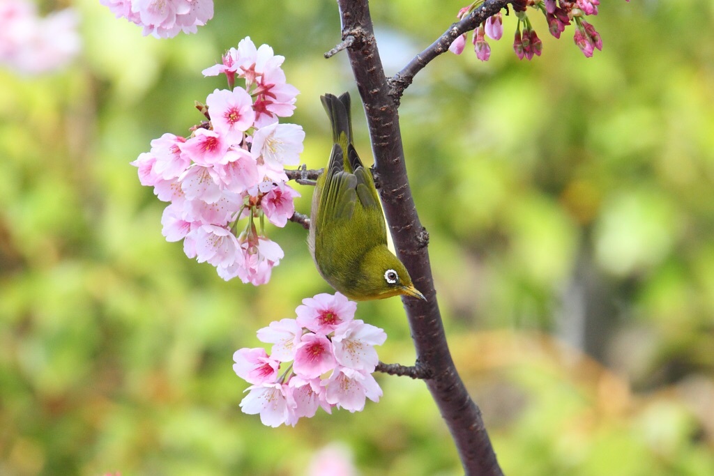 桜とメジロ