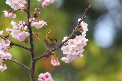 メジロと桜