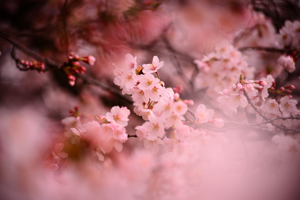 はるに香る花