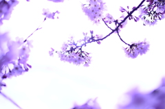 消えたい